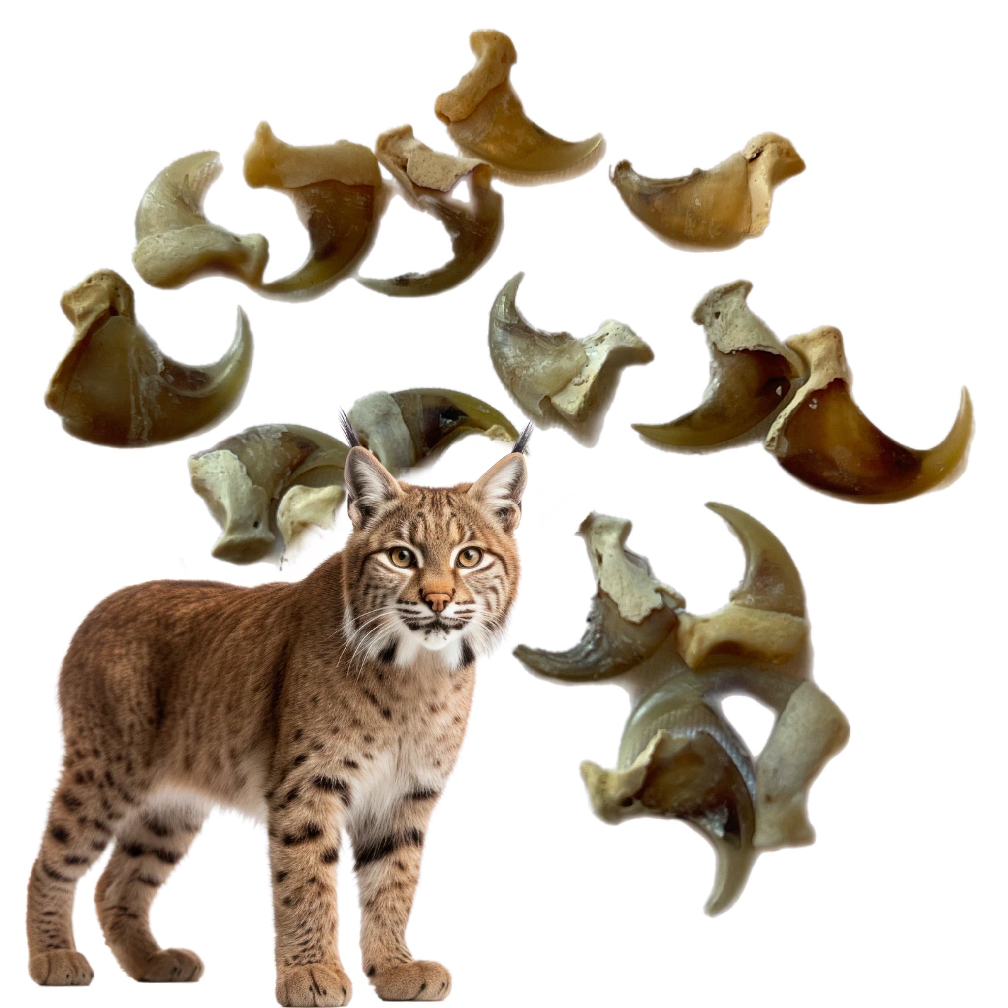 Bobcat Claws