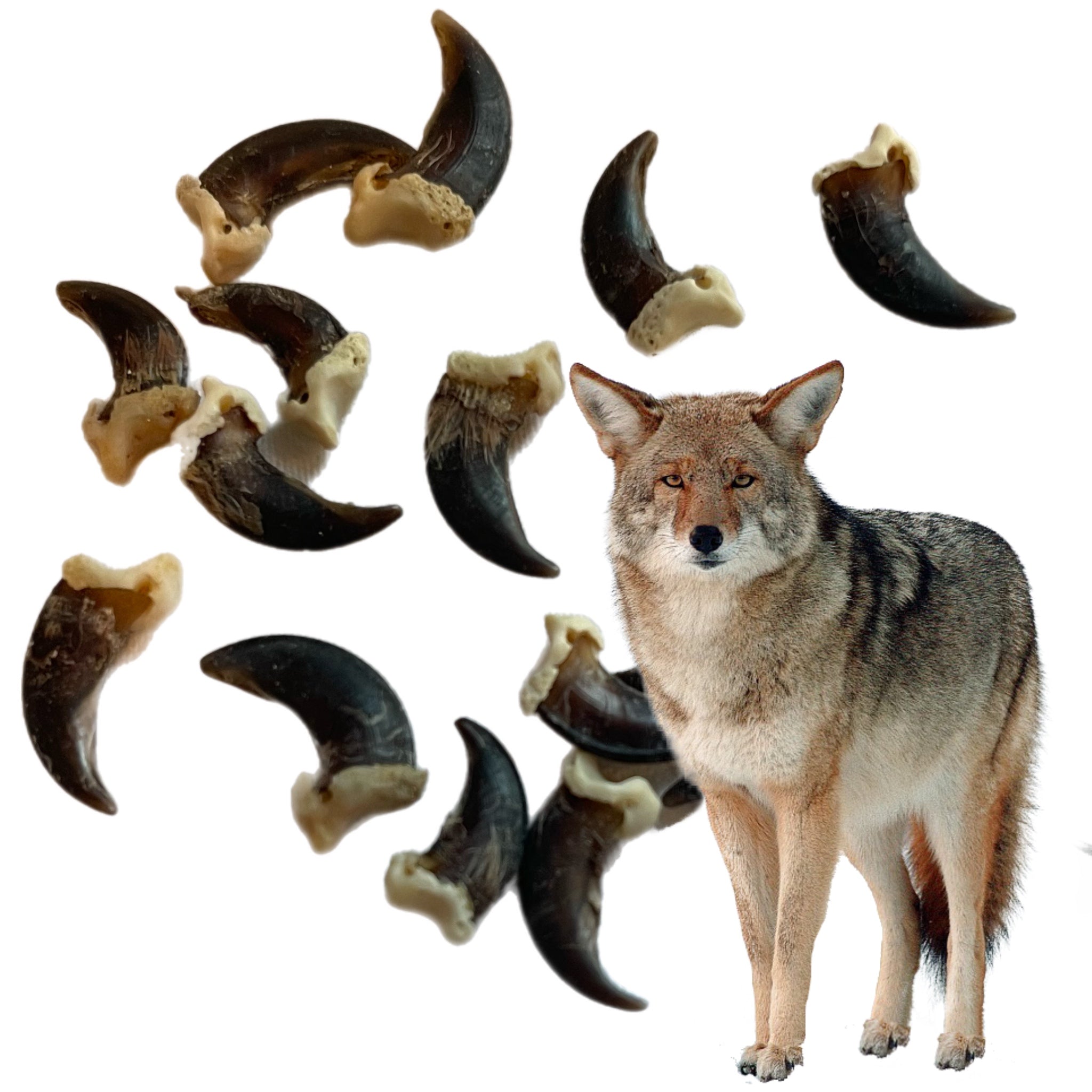 Coyote Claws