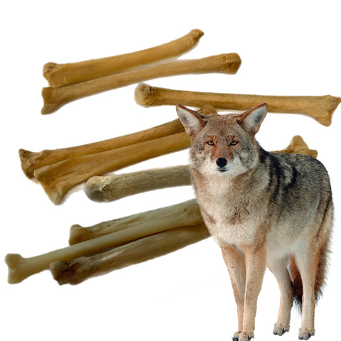 Coyote Foot Bone