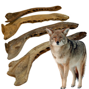 Coyote Jaw