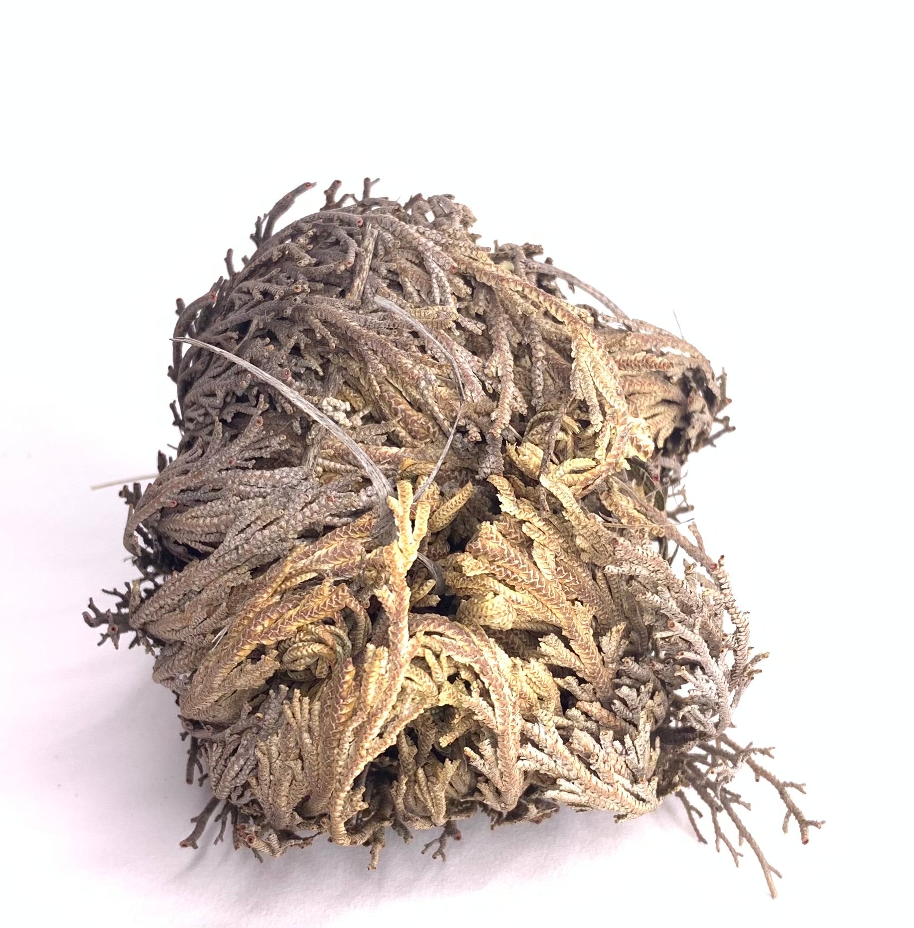 Rose of Jericho